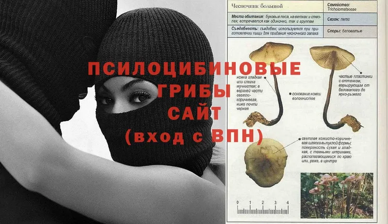 закладка  Кировск  Псилоцибиновые грибы Psilocybe 